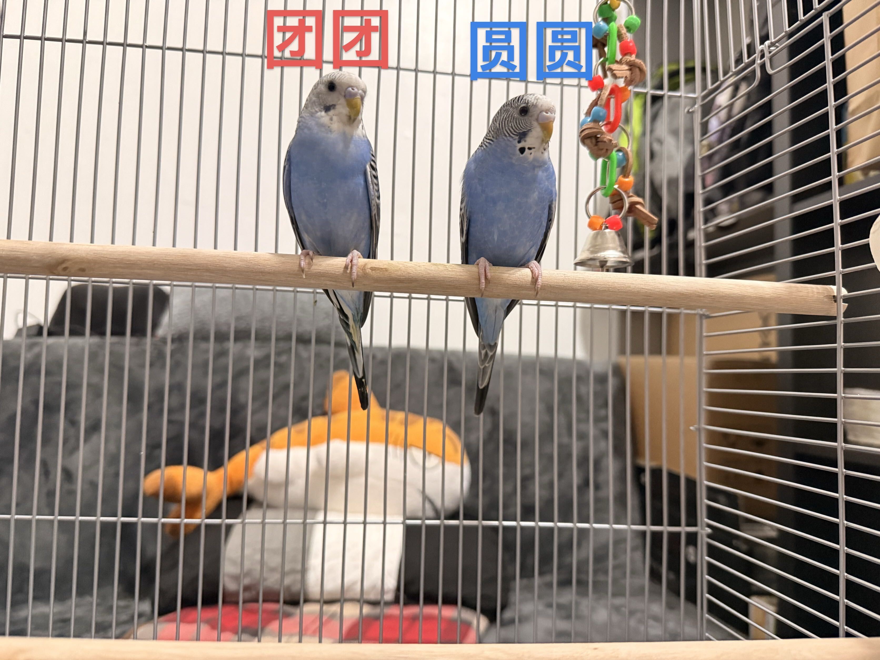 Tuantuan (left) and Yuanyuan (right), my two blue budgies perched side by side, with their Chinese names above them.